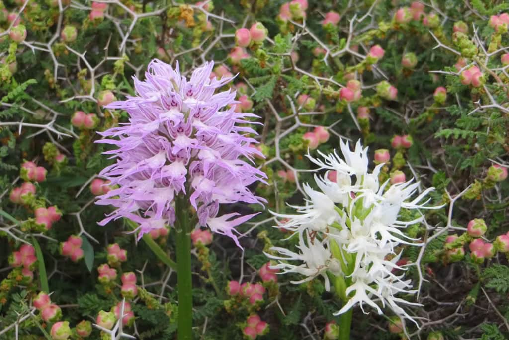 Kıbrıs Developments Kıbrıs Developments